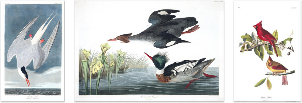 Custom Framing Bird Prints Audubon