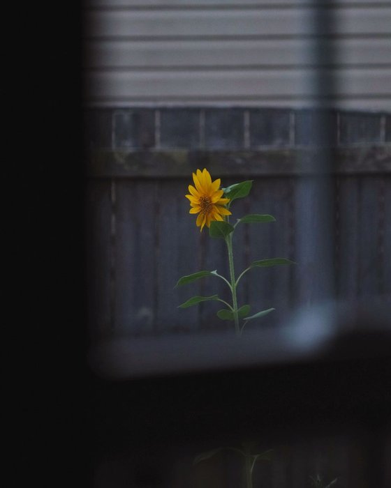 The Sunflower - custom framed artwork