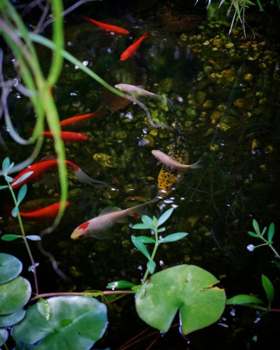 The Koi Pond - custom framed artwork