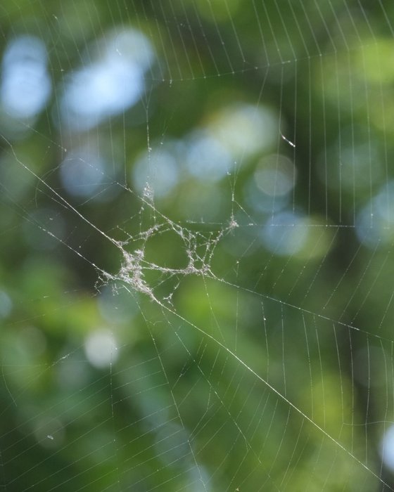 The Spider's Web - custom framed artwork